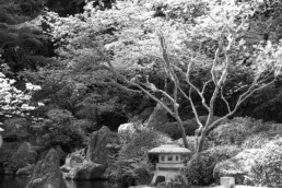 Strolling Pond Garden scene, Portland Japanese Garden Portland, OR May 2019