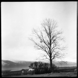 1948 Argoflex EL: Winter tree, St. Mary's Mission, Stevensville, MT