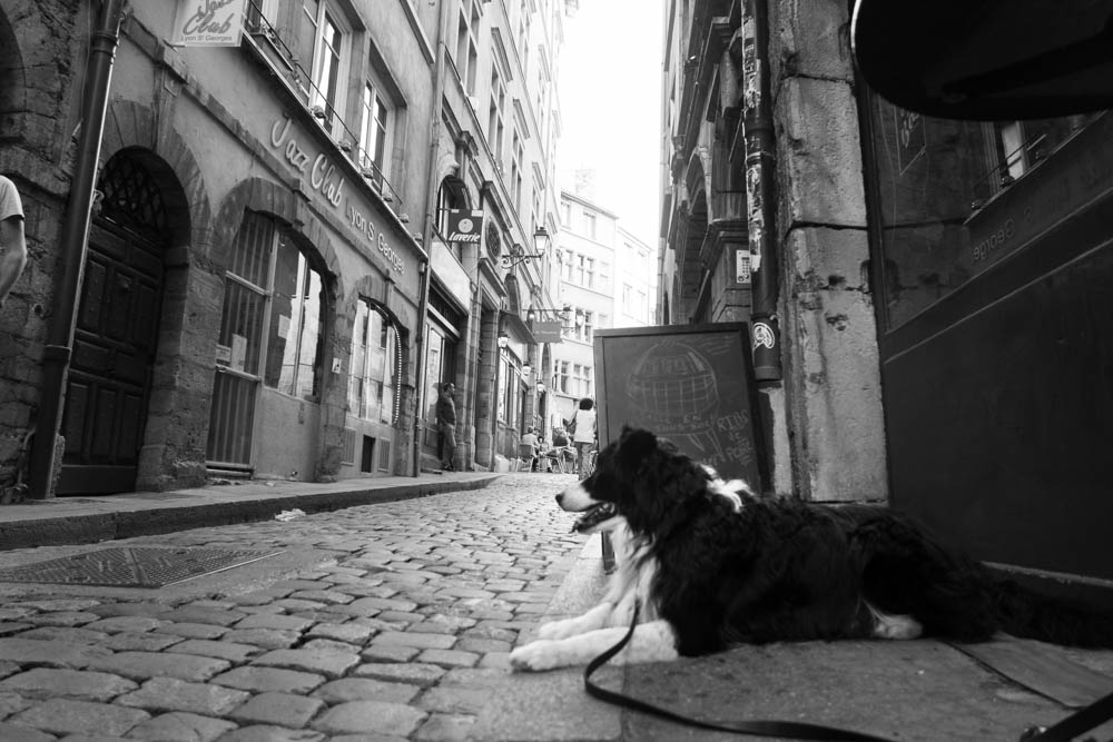 Chien des rues, Lyon