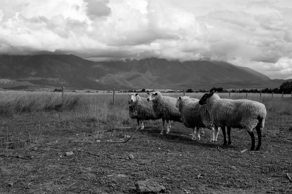 Mission Mountain Sheep