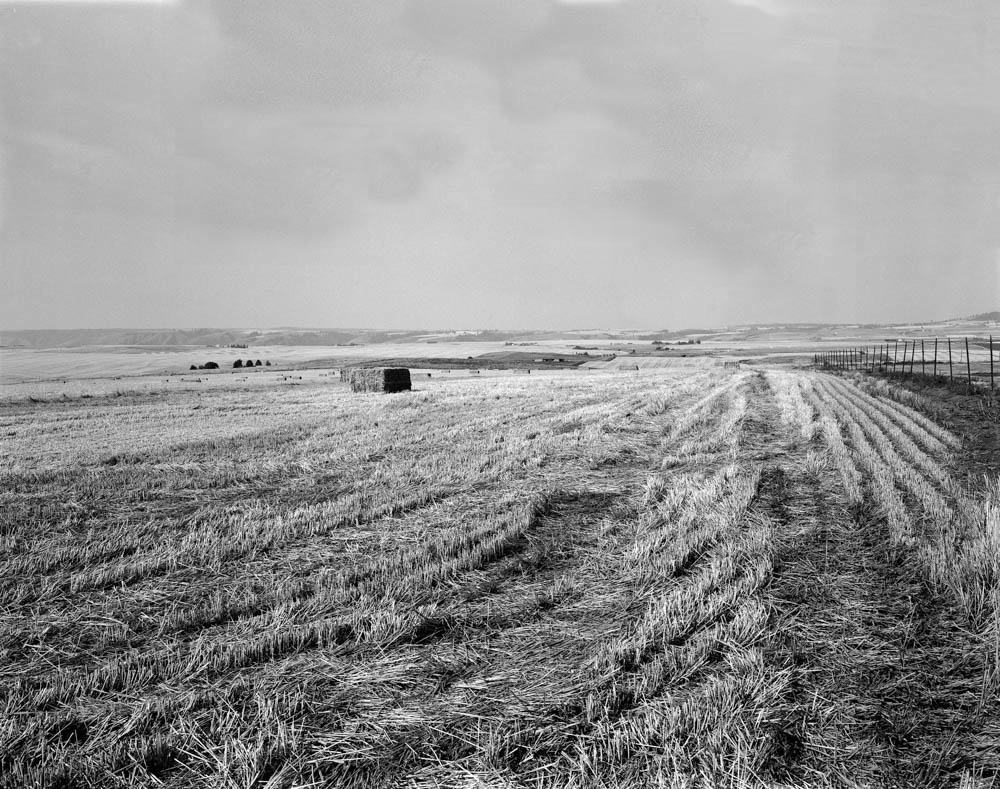 Wheat Fields in Idaho