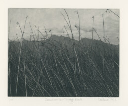 Calowahcan Through Reeds 5x7 Photogravure print edition of 25