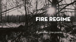 Fire Regime