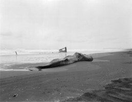 The Wreck of the Whale